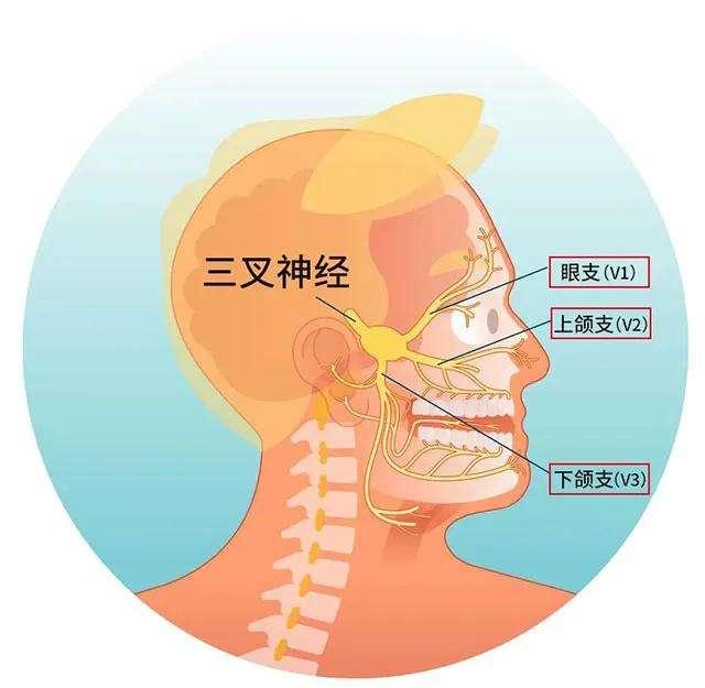 中医药学之疏通经络剂 (如同西医学之三叉神经痛,颜面神经痛)25